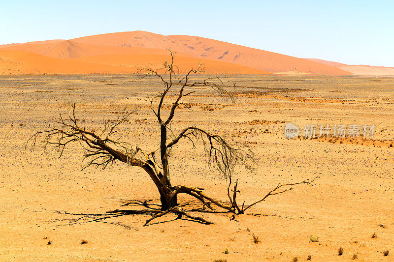 死树和沙丘，Sossusvlei，纳米比亚