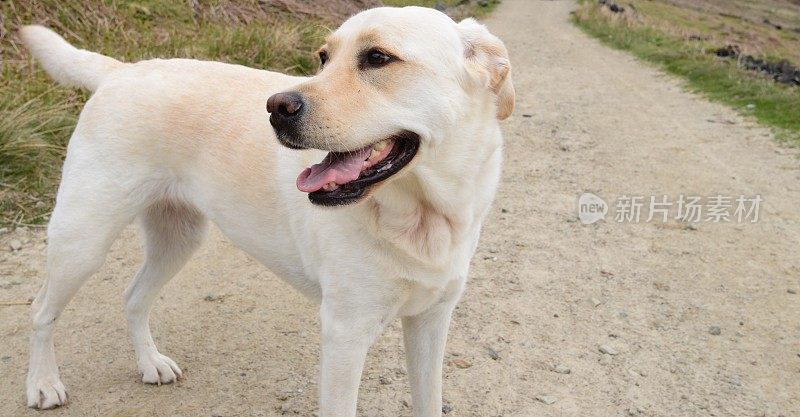 在小路上行走的拉布拉多寻回犬