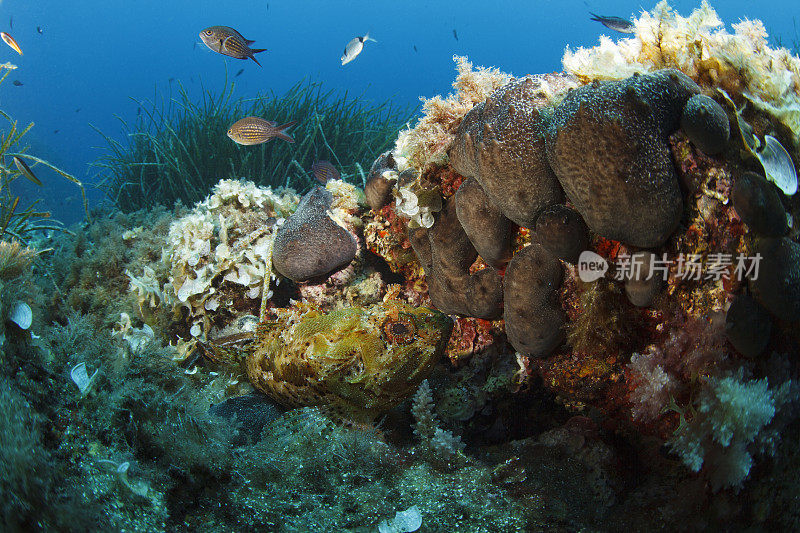 海洋生物水下呼吸器潜水员视角地中海