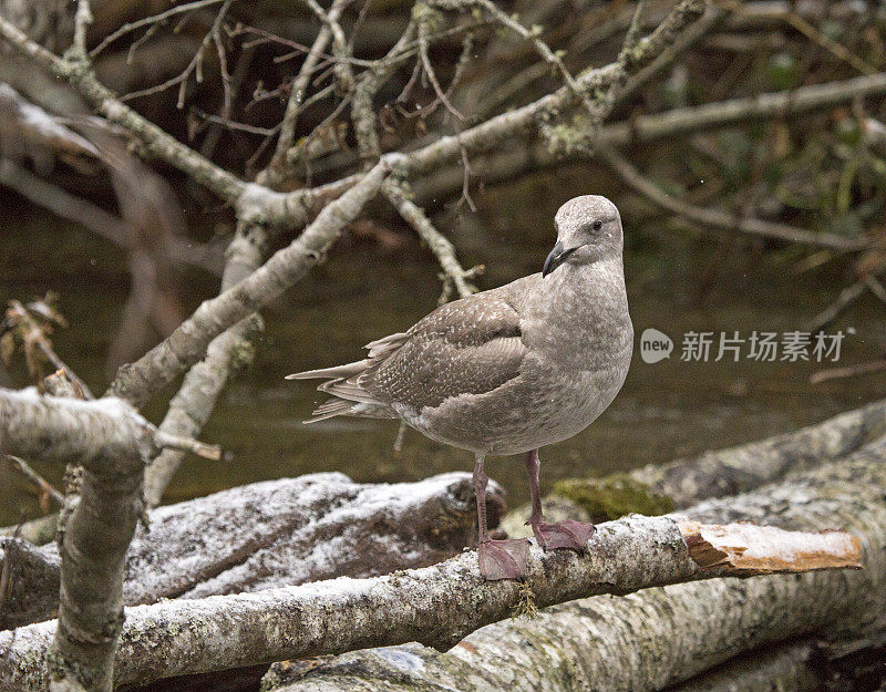 在鲑鱼产卵地的海鸥