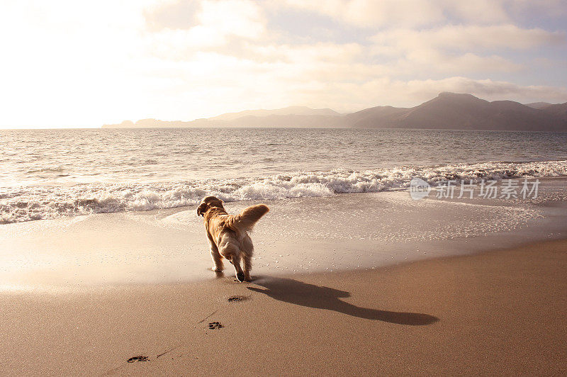 孤独可爱的狗和沙滩上的日落