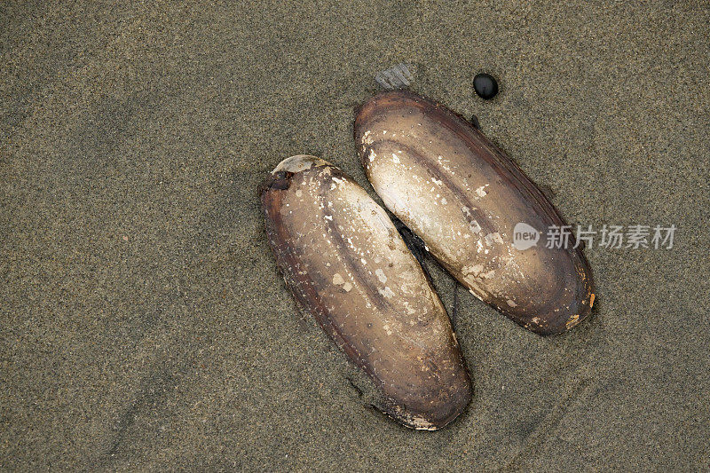 加拿大不列颠哥伦比亚省奈孔省公园北海滩海达蛤壳