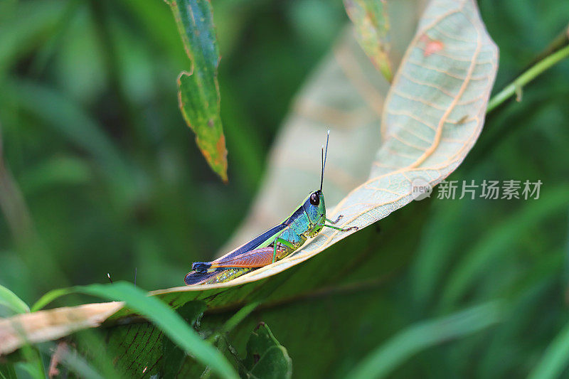 亮绿色和紫色的蚱蜢休息在落叶上，选择性聚焦和模糊的背景