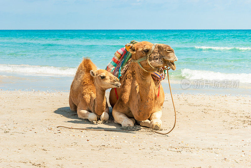 沙滩上的两只骆驼