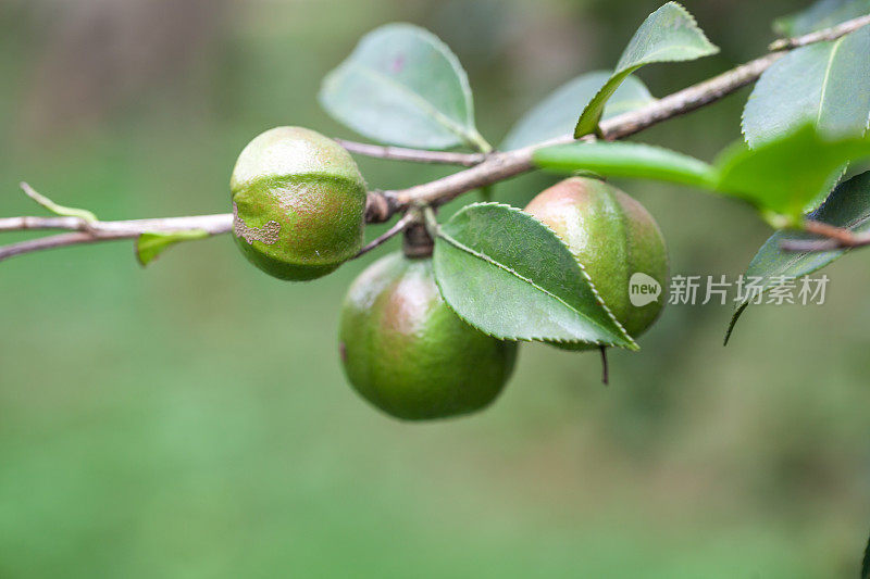 茶树上的茶籽，茶油是由这些种子制成的，一种像橄榄油一样的健康油