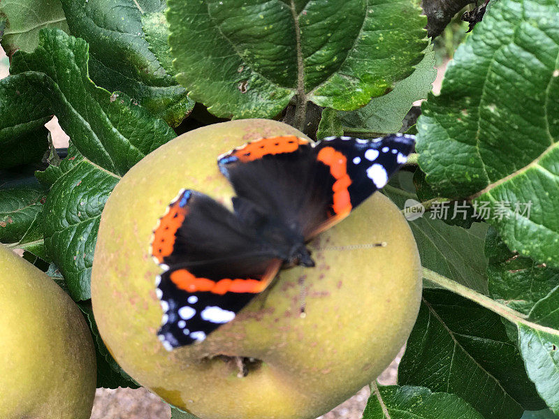 蝴蝶在苹果