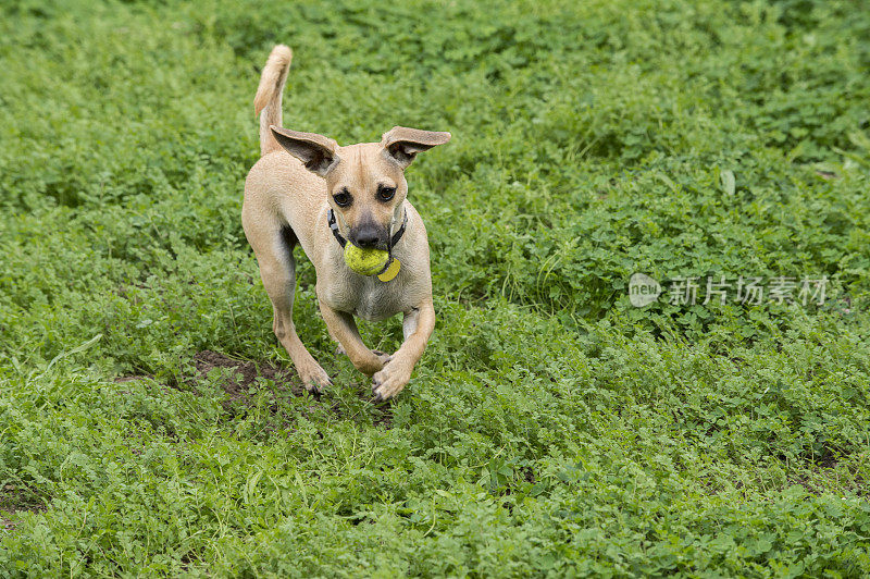 棕色的小狗在绿色的田野里玩耍