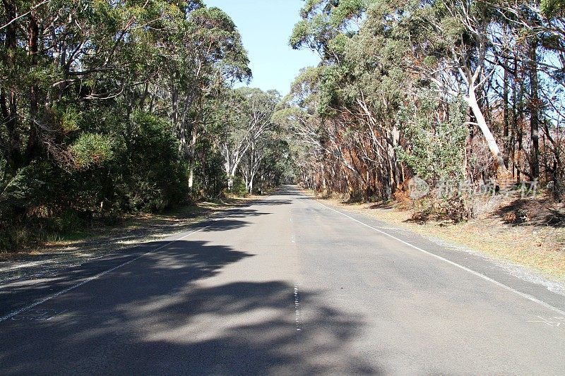 穿过澳大利亚丛林的道路