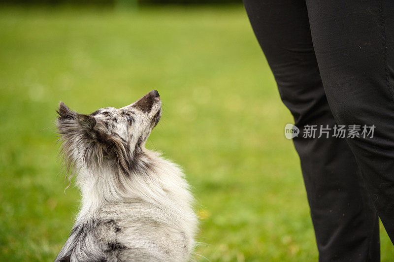 澳大利亚牧羊犬向上看