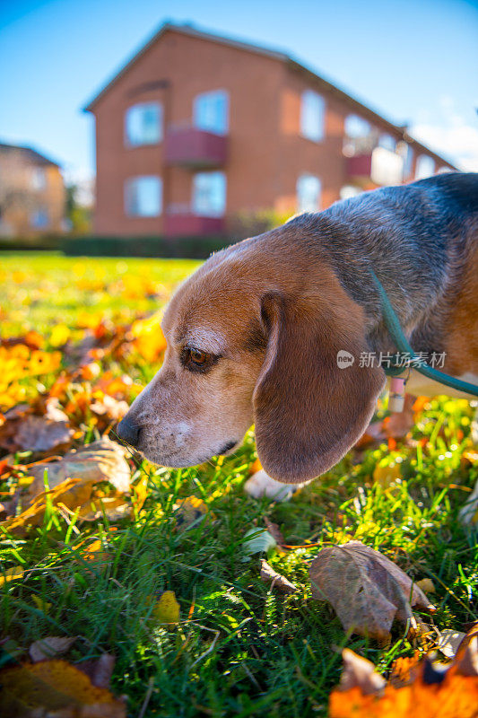 好奇的小猎犬在秋天公园，霜冻的树叶，日出