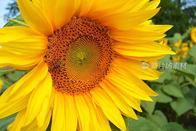 向日葵上的蜜蜂。夏季花卉自然背景。