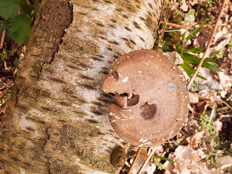 大的棕色树真菌老生长支架秋天