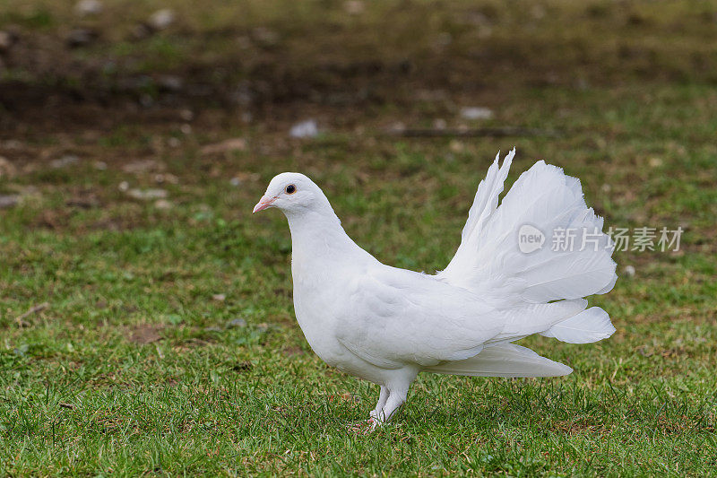 草地上美丽的白鸽