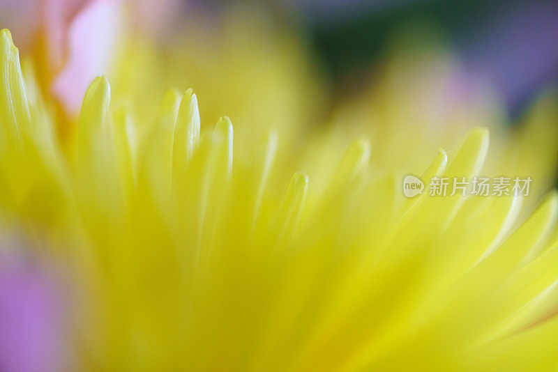 黄花模糊散景