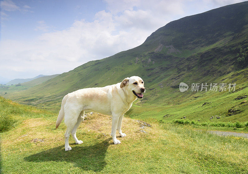 在湖区山区的拉布拉多寻回犬