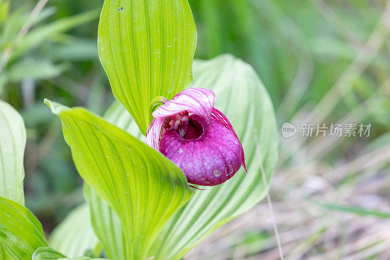 Large-flowered凤仙花、日本