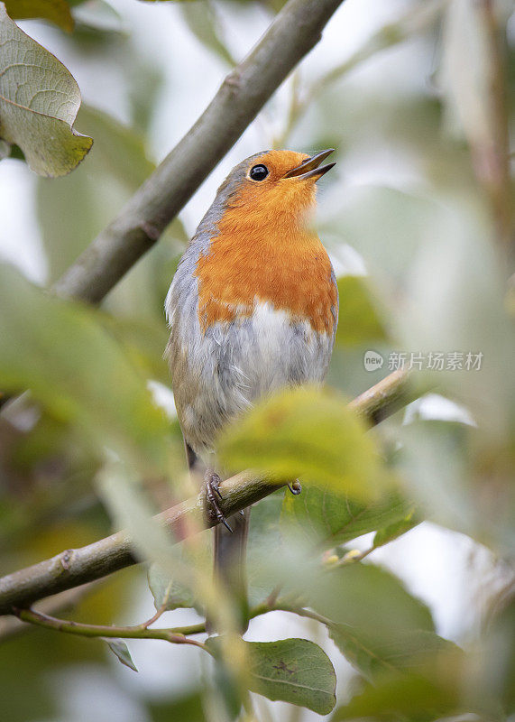 欧洲罗宾(红心rubecula)