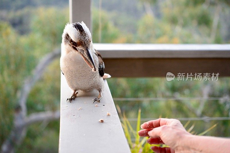 笑翠鸟被美联储