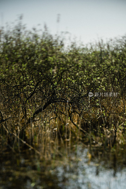 典型的荒野芦苇，水和树木在havelland地区，德国