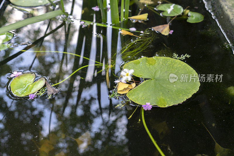 在水上浮萍