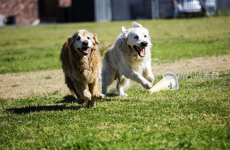 两只拉布拉多猎犬一起奔跑