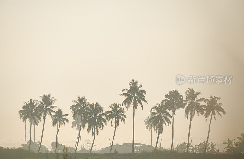 喀拉拉邦落后地区美丽的日落和棕榈树