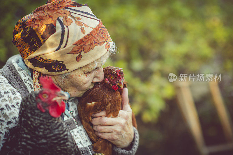老女人和她的鸡