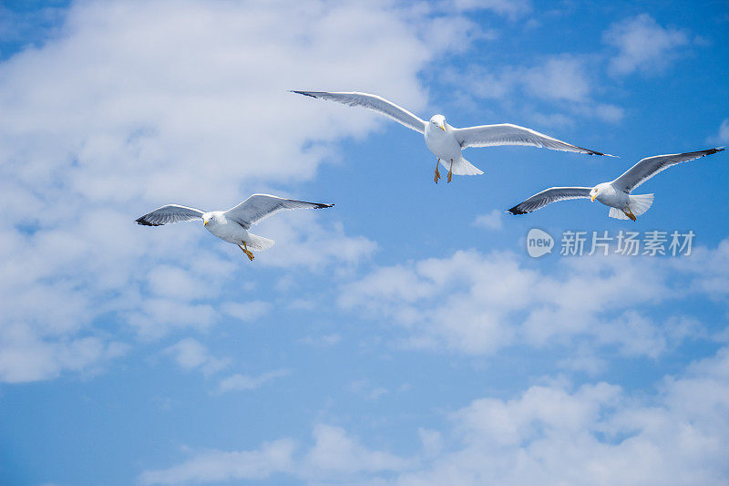 海鸥在海面上飞翔