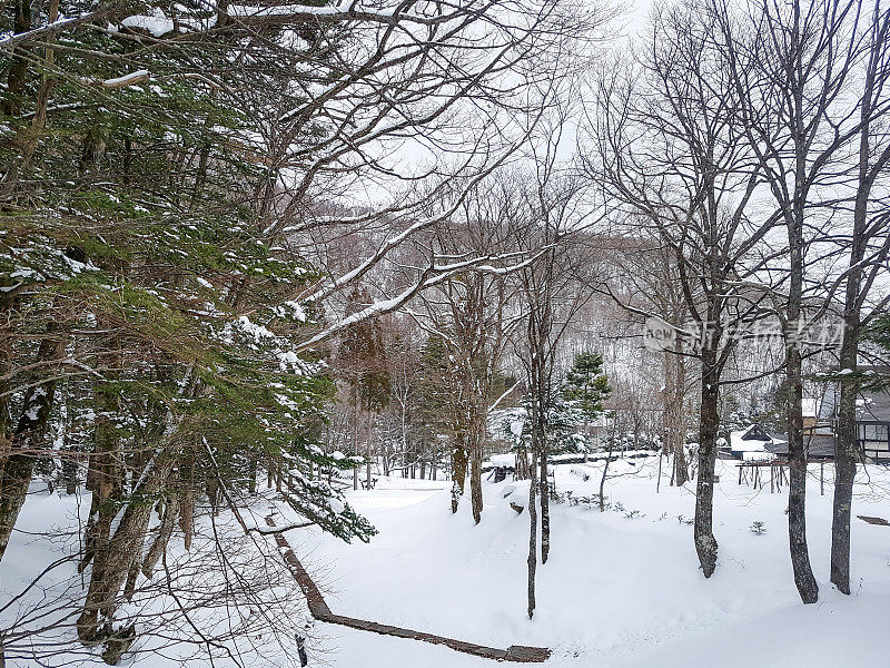 干燥的树与雪地在冬季
