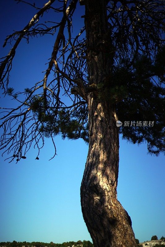 森林和树木细节