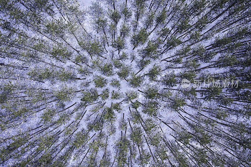 鸟瞰图松树森林在冬季后的暴风雪，魁北克，加拿大