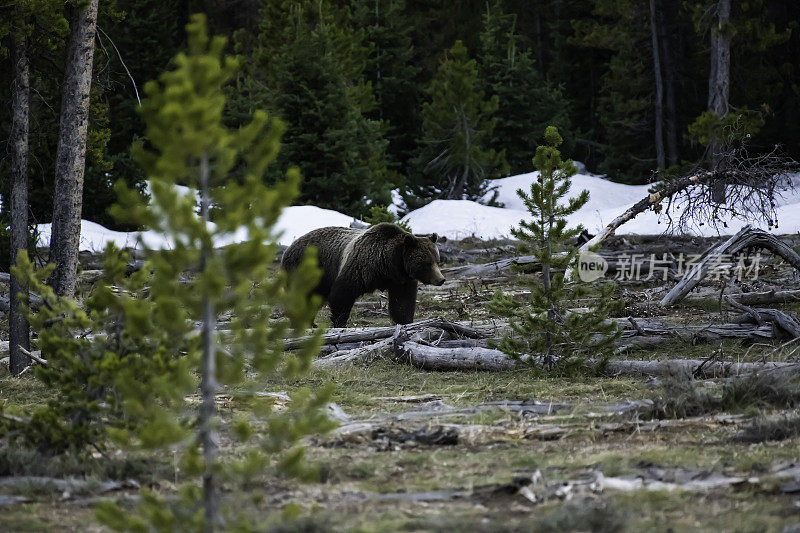 399岁的灰熊和它的幼崽穿过大提顿国家公园的树林