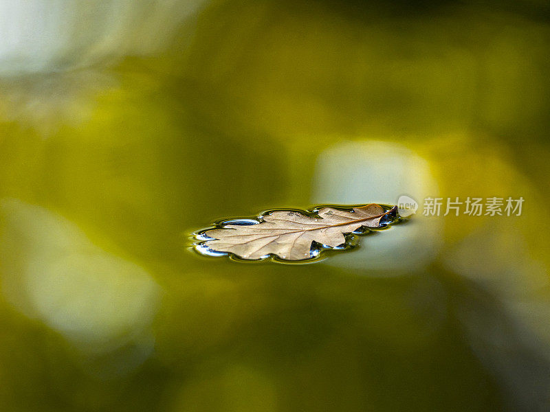 秋色的干橡树叶漂浮在水上