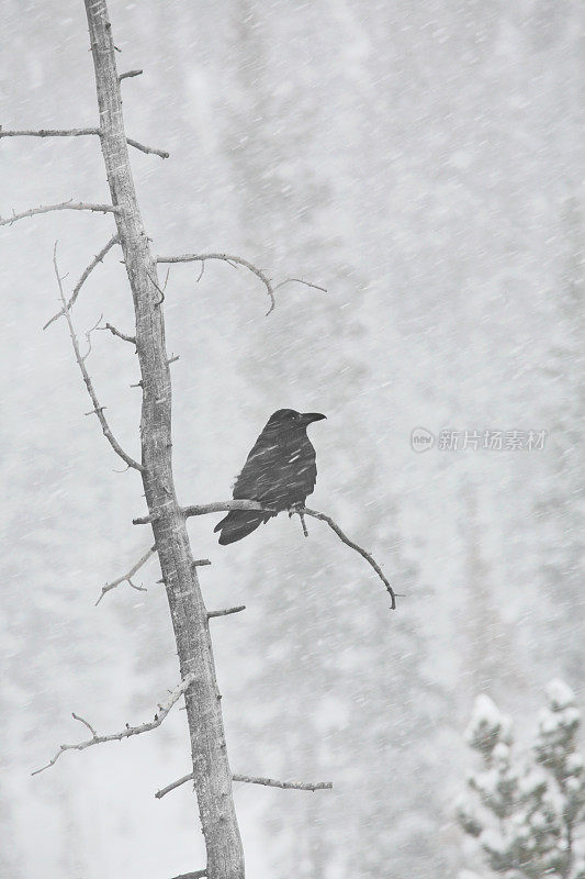 冬季暴风雪期间，乌鸦栖息在树上