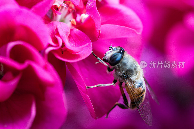 蜜蜂为粉红色花朵授粉的特写镜头