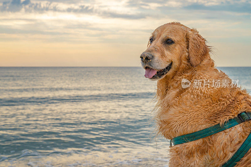 有趣而美丽的金毛猎犬站在沙滩上，在日出的背景下是大海