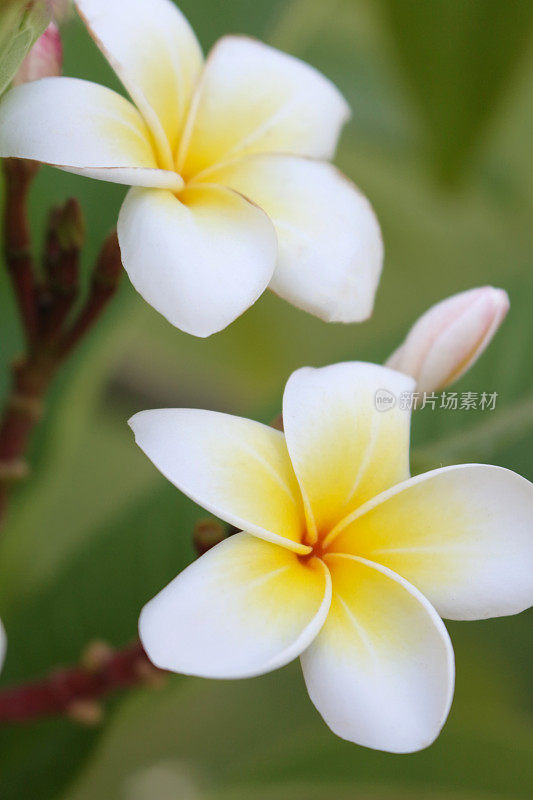 两个鸡蛋花花