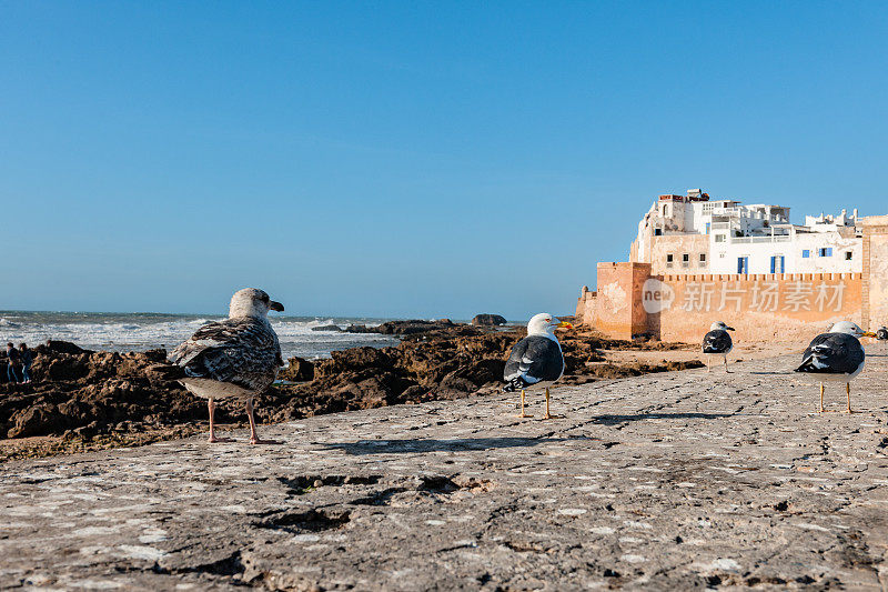 北非摩洛哥埃绍伊拉的海鸥