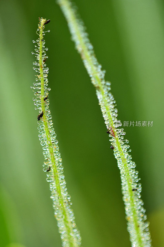 两个毛茅尖的微距，带有清晰的粘性水滴，捕捉昆虫