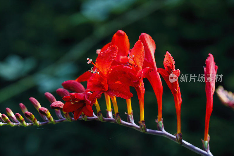 红色花园花Crocosmia路西法或montbretia
