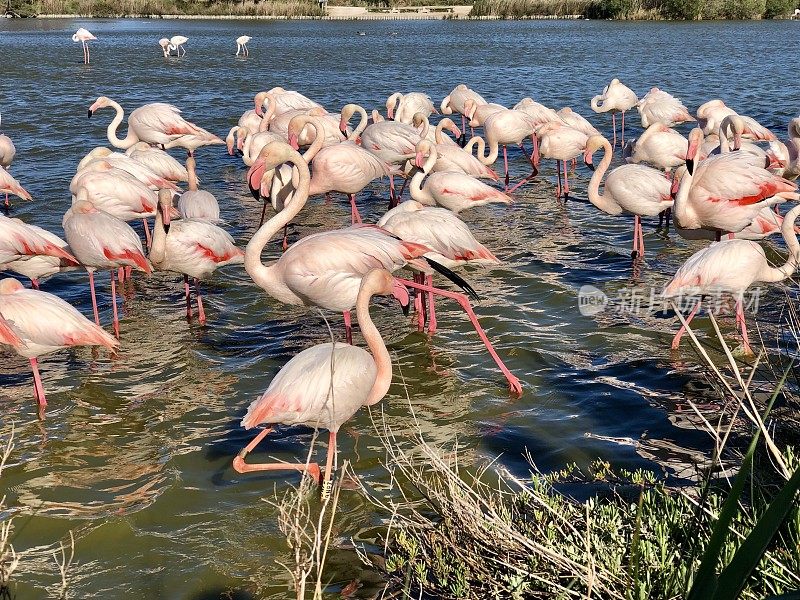 粉红火烈鸟在Camargue，法国2