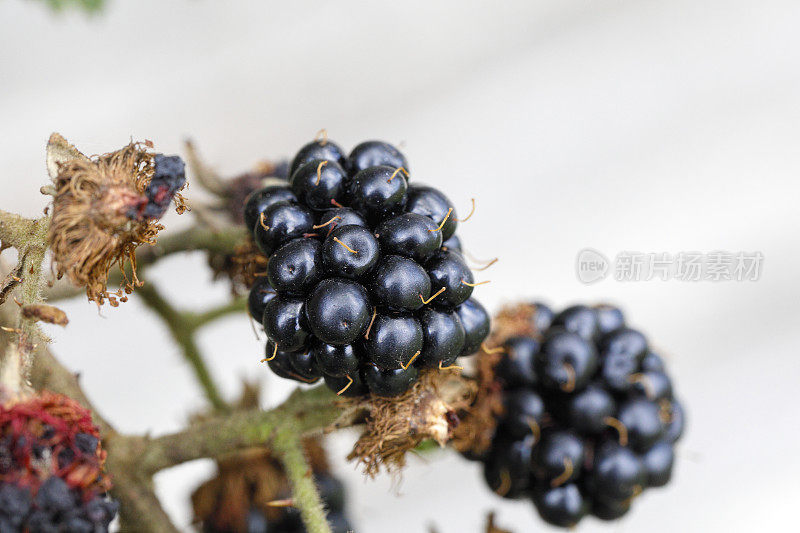 接近成熟的黑莓莓果