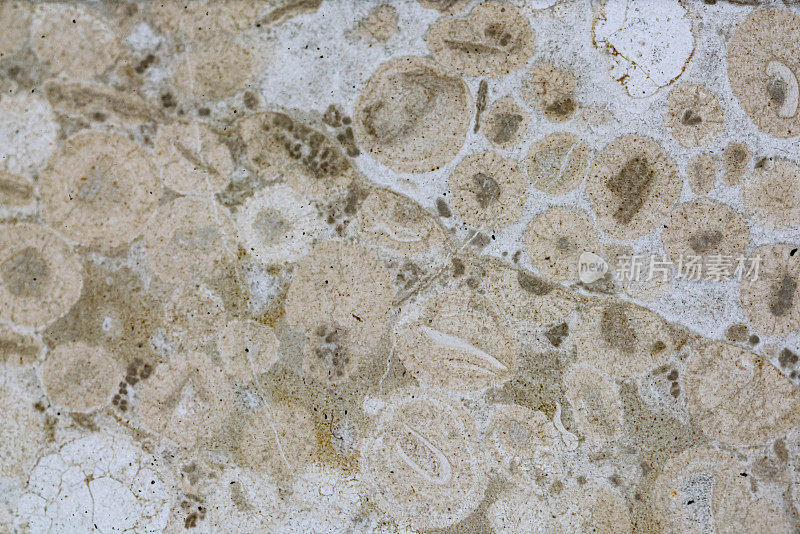光学显微镜下的鲕状石灰石矿物切片