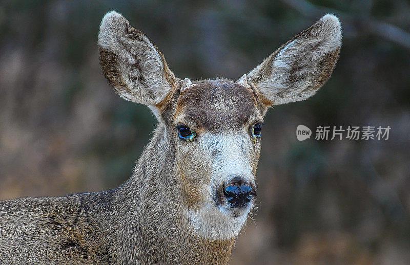 眼疾的小雄鹿