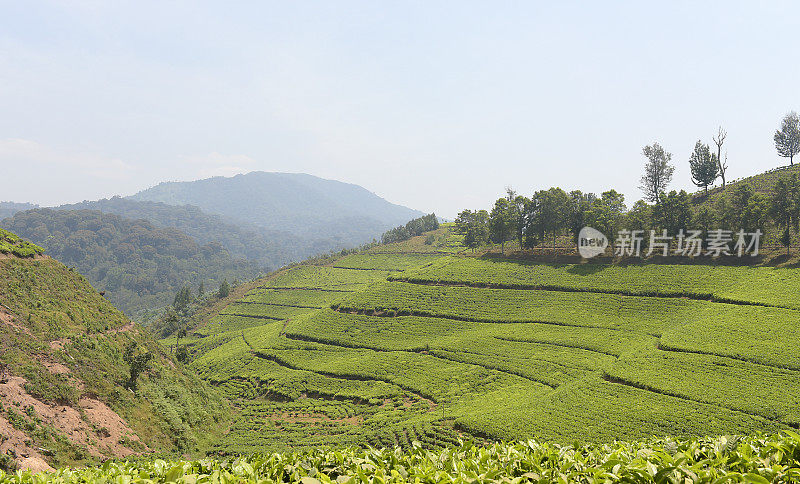 卢旺达靠近Nyungwe森林的茶园