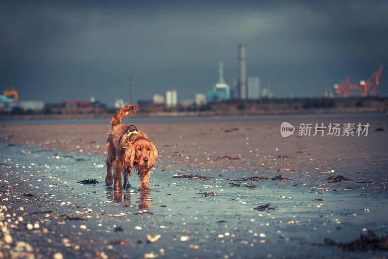 可卡犬独自在海滩上散步