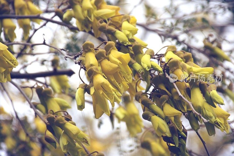 新西兰本土(槐花)科怀在春天开花