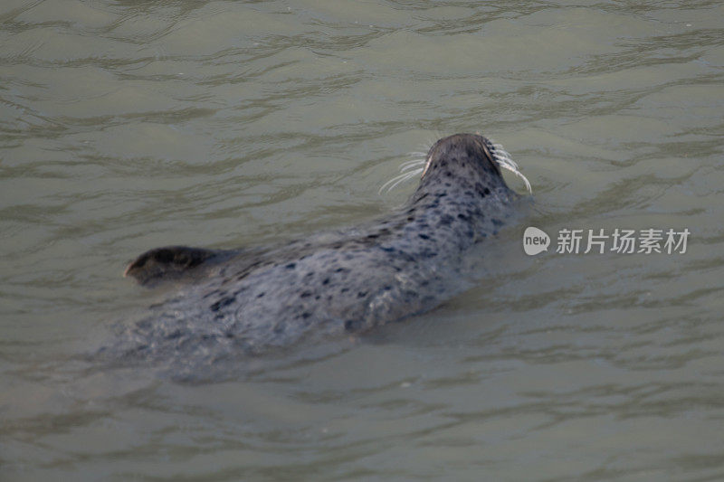 阿拉斯加东南部捕海豹