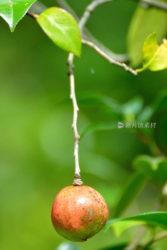 日本茶花的果实