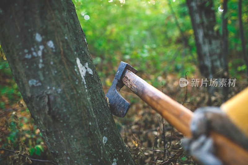 在森林里砍柴